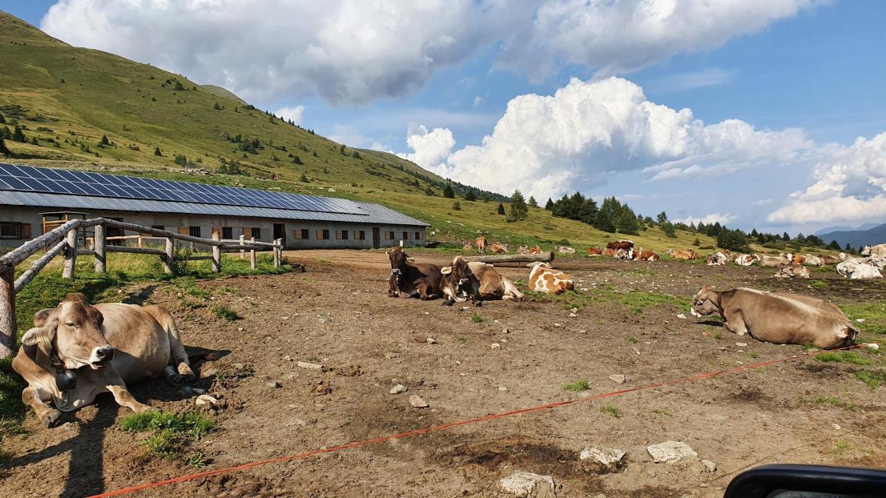 Marmot Apartment Dimaro Exteriér fotografie