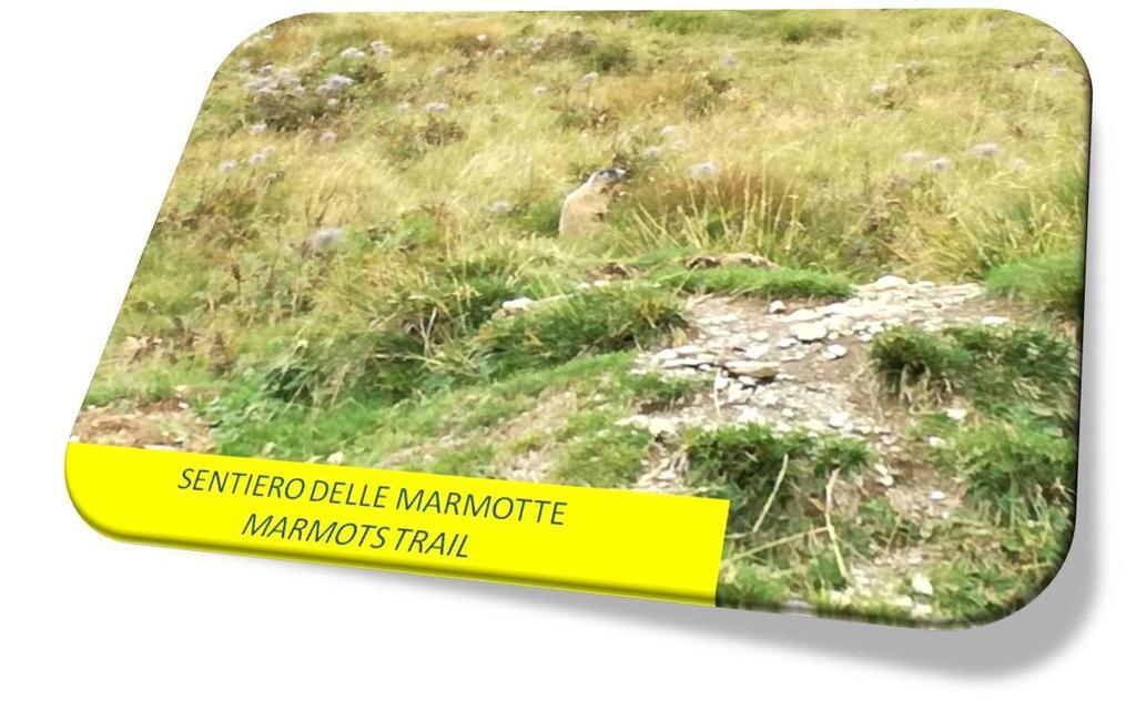 Marmot Apartment Dimaro Exteriér fotografie